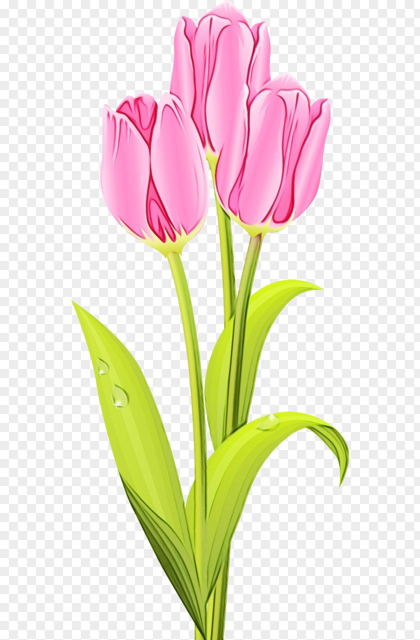 Bud Lily Family Bouquet Of Flowers Drawing PNG
