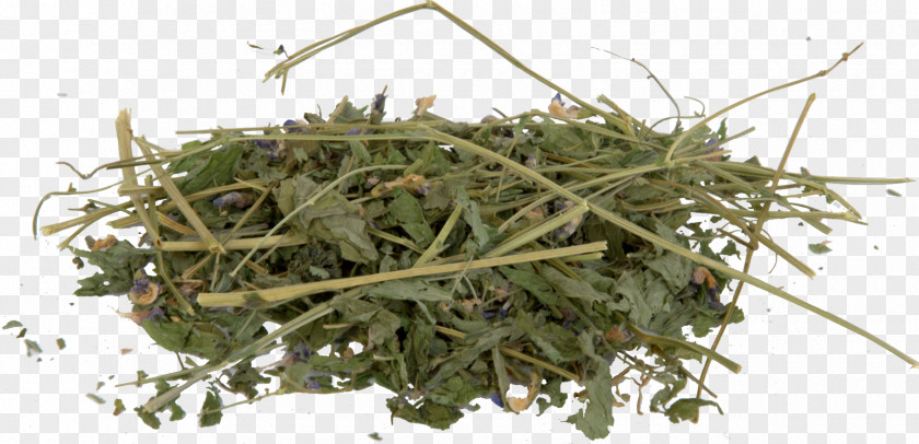 Herbalism Baruch College Grasses Lathyrus PNG
