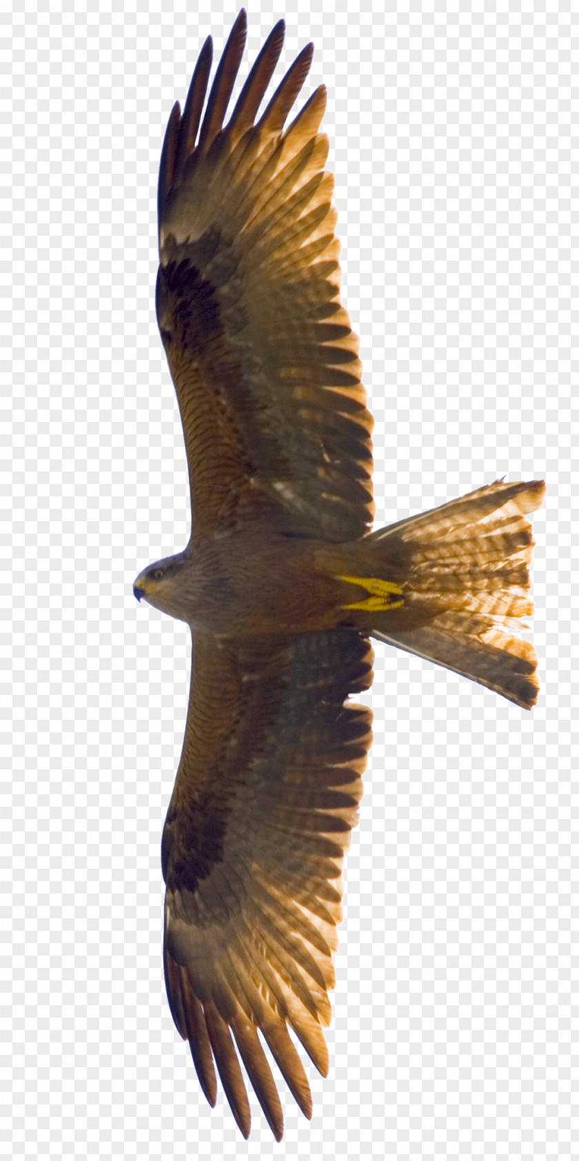 Kites Bird Flight Eagle Kite PNG