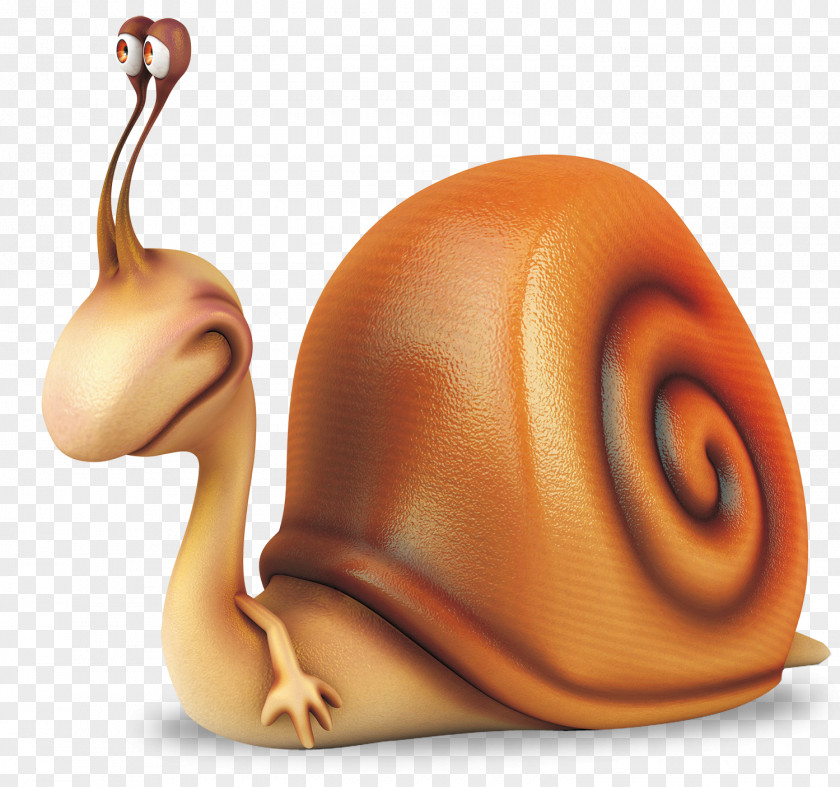 Snails Orthogastropoda Illustration PNG