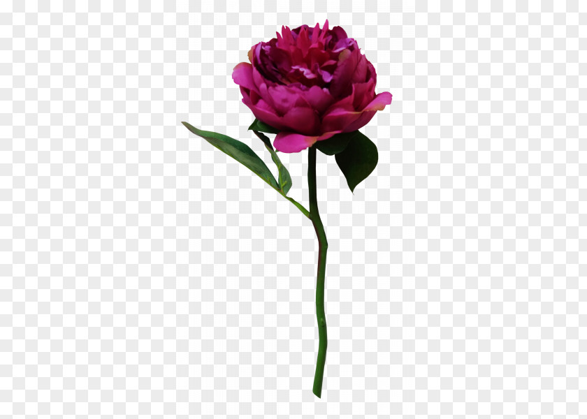 Subshrubby Peony Flower Garden Roses Cabbage Rose Cut Flowers Bouquet PNG