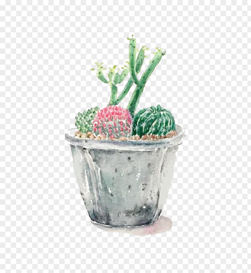 Cartoon Potted Cactus Cactaceae Illustration PNG