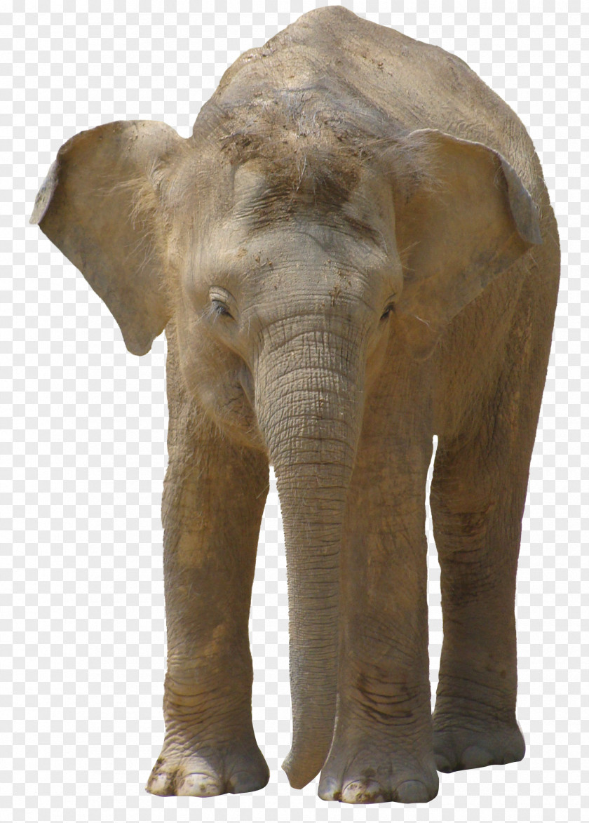 Elephant Indian African Bush PNG