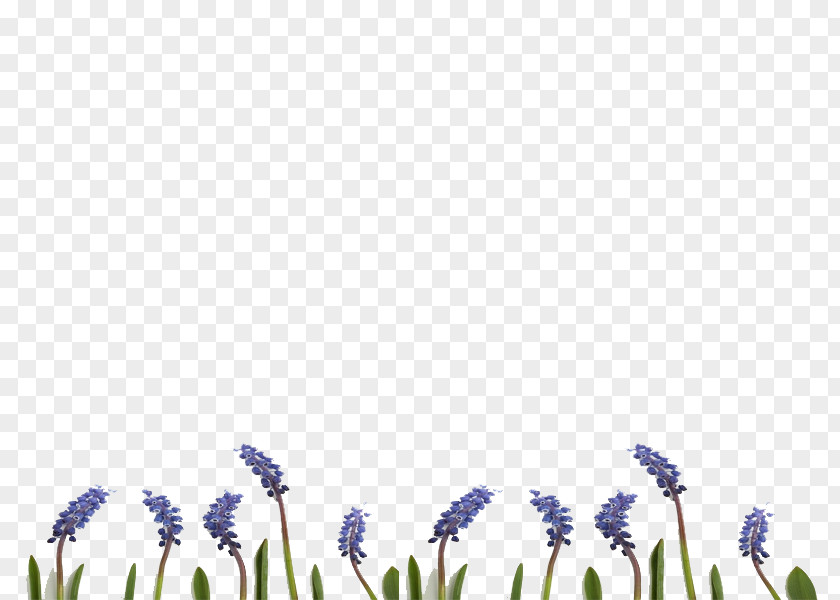 English Lavender Desktop Wallpaper Grasses Font PNG
