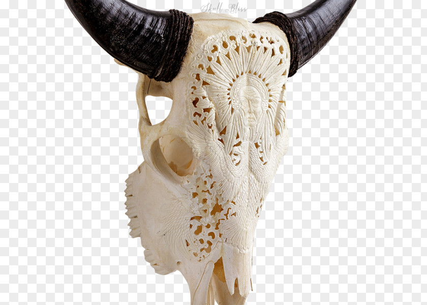 Skull XL Horns Cattle Skeleton PNG