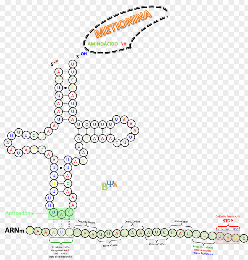 Transfer RNA Translation Codon Ribosome PNG