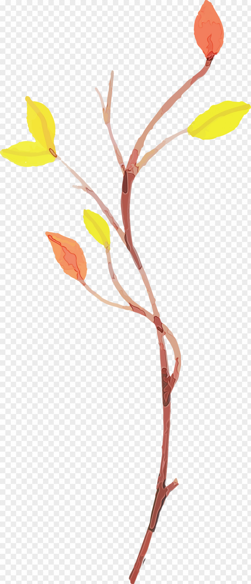 Twig Plant Stem Leaf Petal Line PNG
