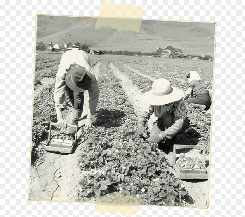 Border Berries Opening Times Soil Blackberry Blueberry Raspberry PNG