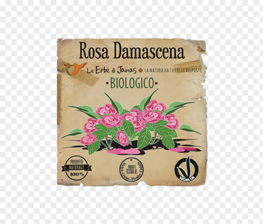 Centifolia Roses Herb Damask Rose Soapberries Fenugreek Dog-rose PNG