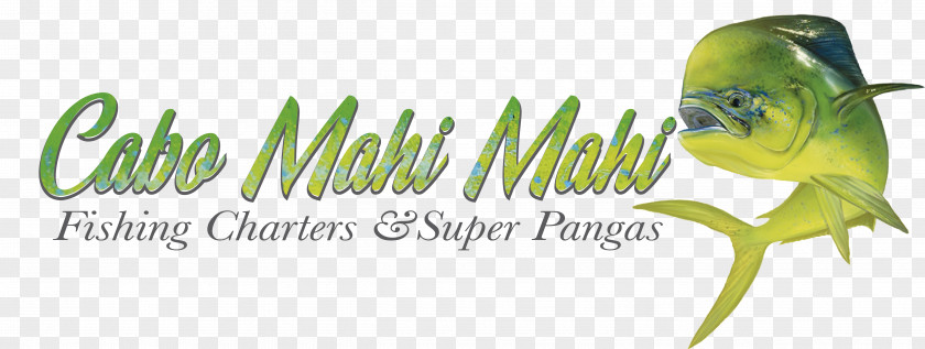Mahi Cabo Mahi-Mahi Sportfishing Mahi-mahi Fishing Macaw PNG