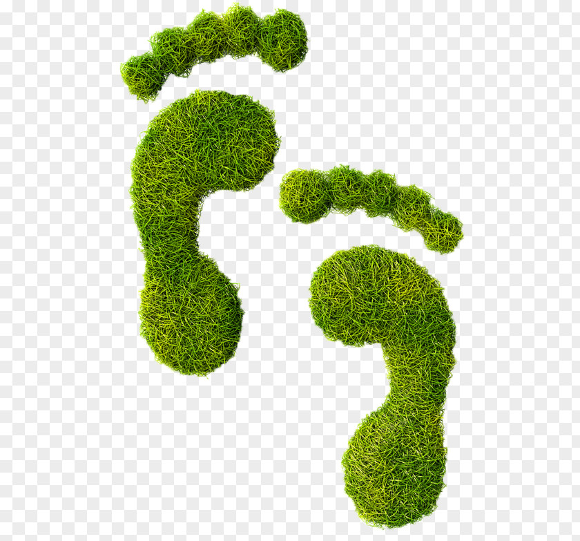 Natural Environment Ecological Footprint Carbon Ecology PNG