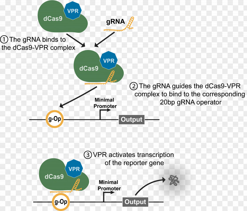 We Are Moving DCas9 Activation System Guide RNA International Genetically Engineered Machine Transcription PNG