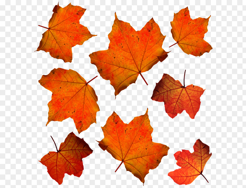 Autumn Leaf Color Maple Orange PNG