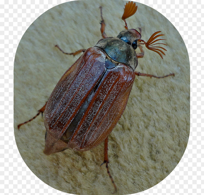 Scarab Beetle Weevil Leaf Beetles Dung True Bugs PNG