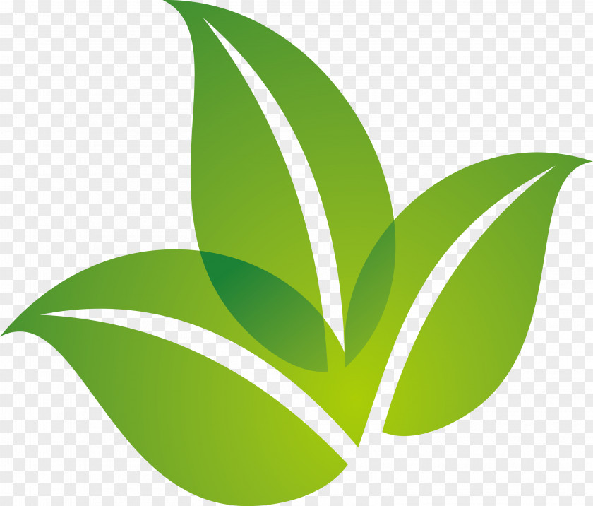 Spring Green Leaf Logo Design PNG