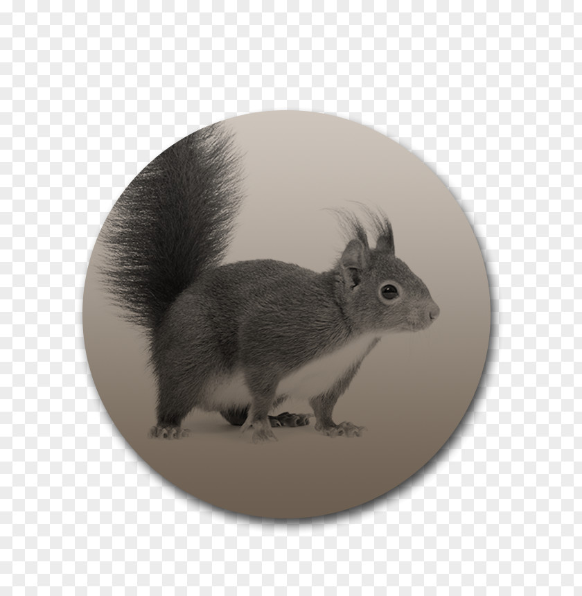 Squirrel Domestic Rabbit Whiskers Fur Snout PNG