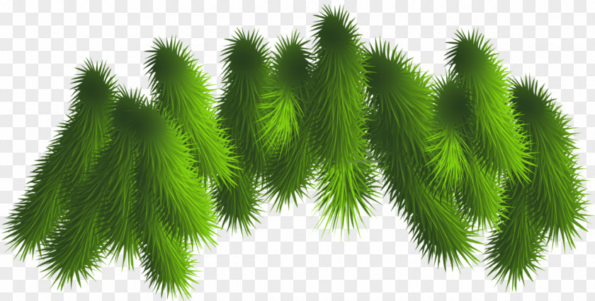 Transparent Pine Branches Clipart Clip Art PNG