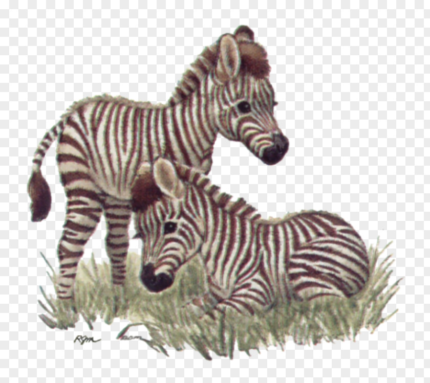 Baby Zebra Quagga Giraffe Tigers Jungle Animals PNG