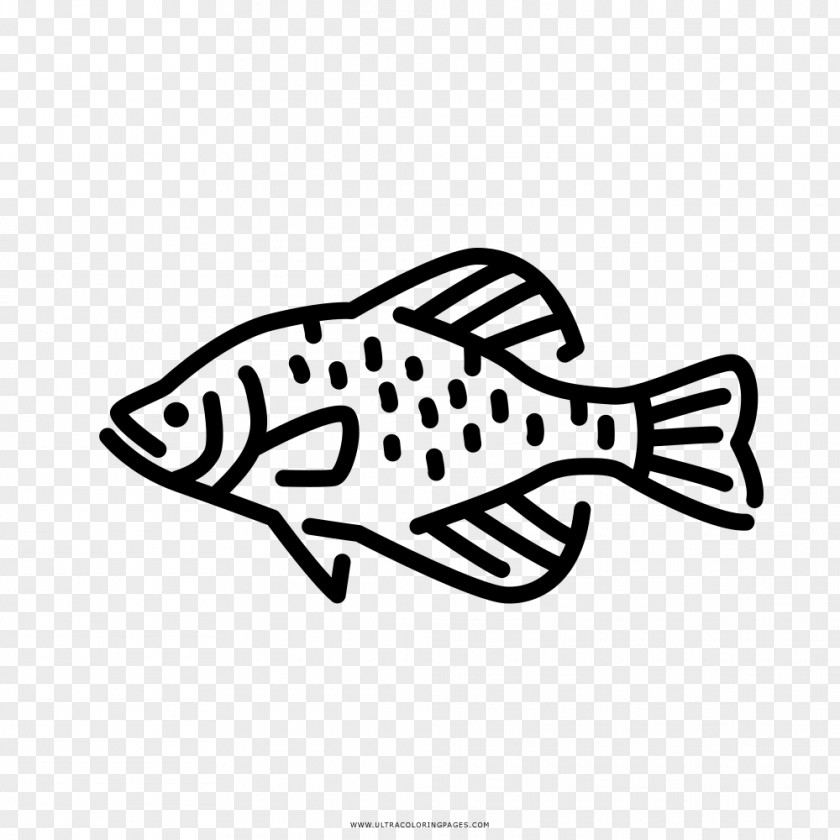 Black Crappie Freshwater Fish Fresh Water Clip Art PNG
