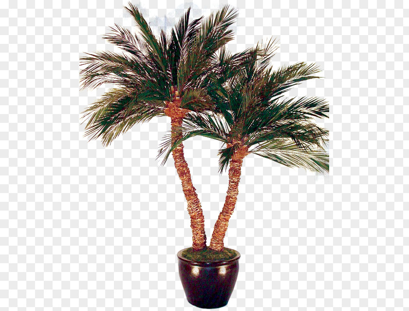 Date Palm Asian Palmyra Arecaceae Tree Bonsai PNG