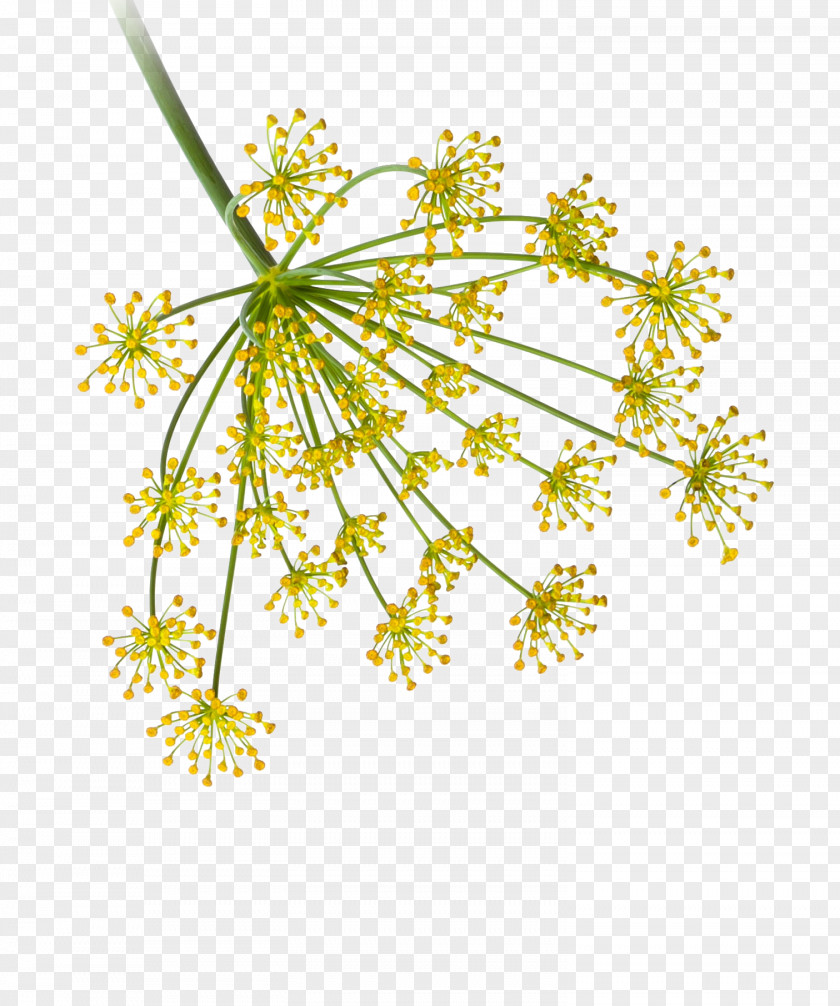 Ginger Garlic Plant Stem Dill Flower Food PNG