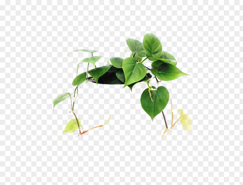 Leaf Flowerpot Plant Stem Herb Branching PNG