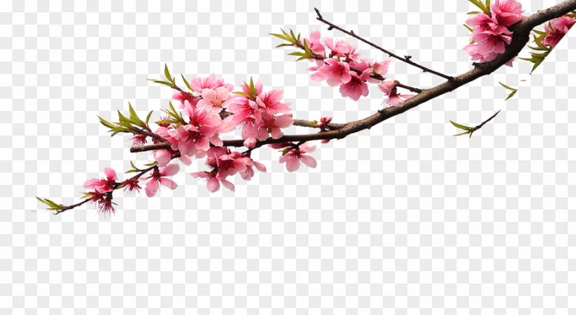 Pink Peach Branches Cherry Blossom Flower Bouquet Color PNG