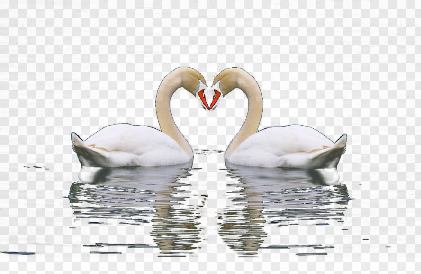 One Pair Of Swans On The Lake Cygnini Swan PNG