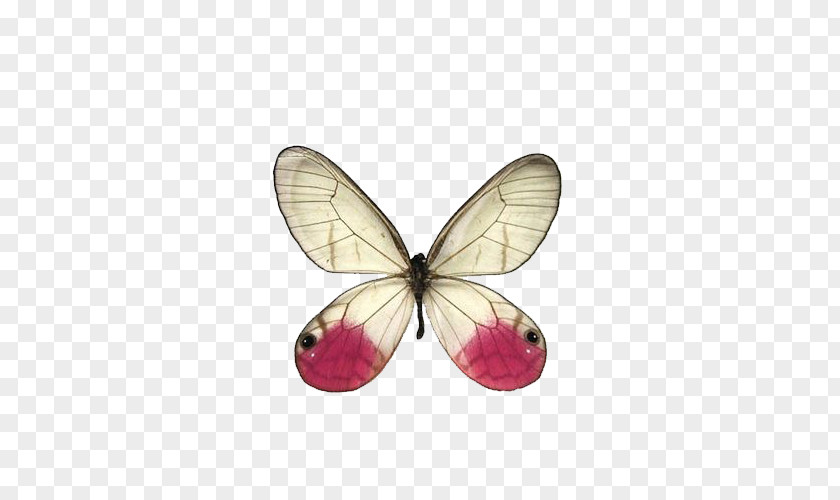 Pink Butterfly Swallowtail Greta Oto Cithaerias PNG