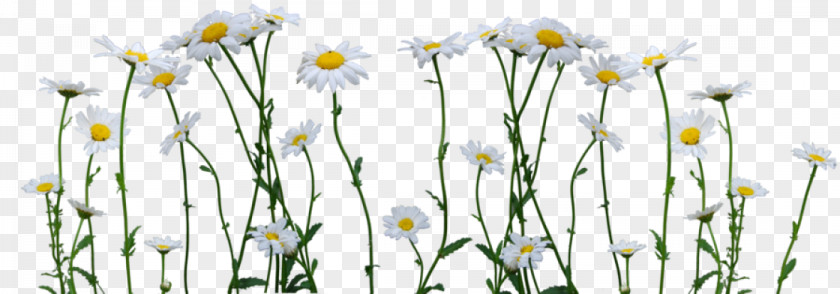Small Daisy Transparency Image Drawing Common PNG