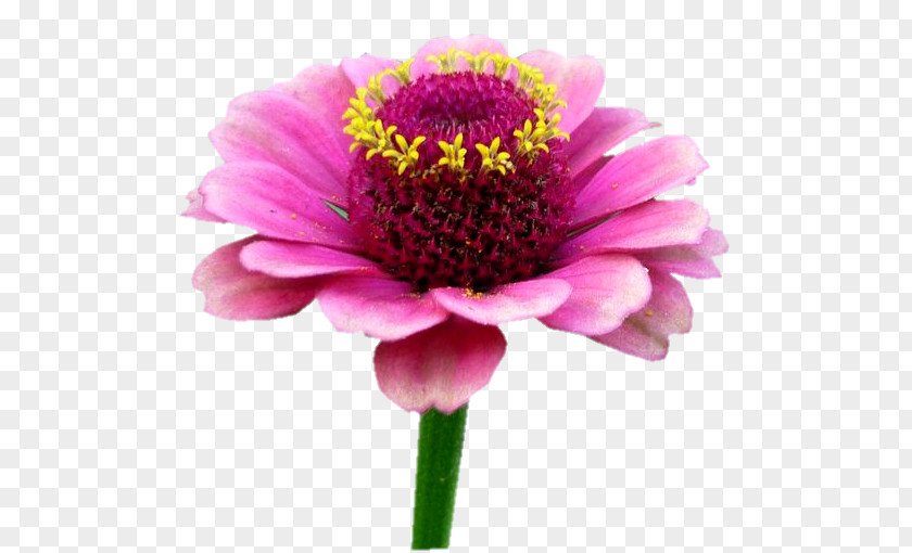 Chrysanthemum Transvaal Daisy Garden Cosmos Cut Flowers Pink M PNG