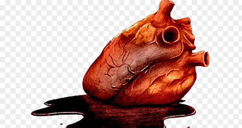 Heart How Your Works Anatomy The Tell-Tale Clip Art PNG
