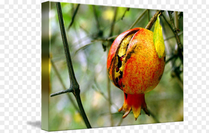 Pomegranate Orange Fruit Close-up Organism PNG