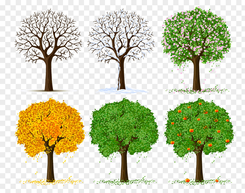 Seasons Vector Graphics Illustration Drawing Clip Art Tree PNG
