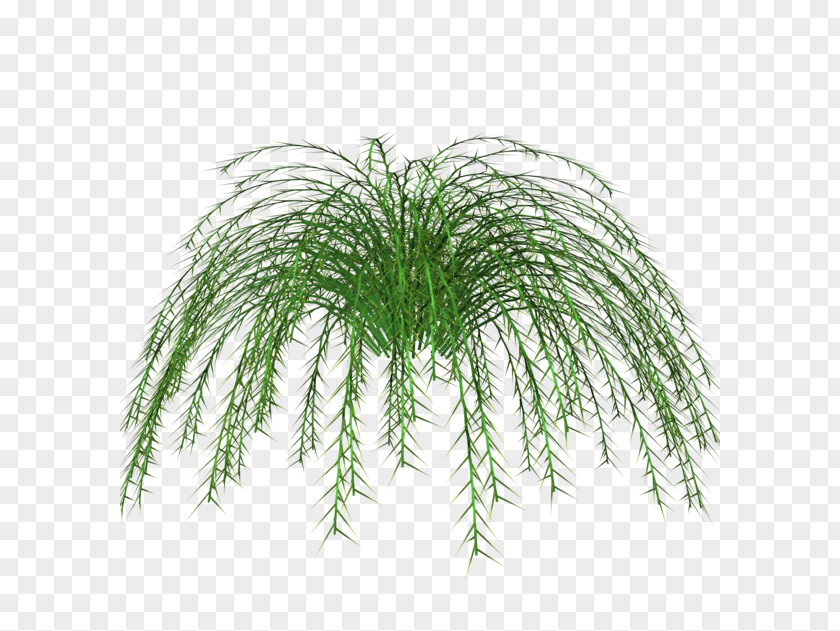 Fern Chlorophytum Comosum Plant Stem PNG