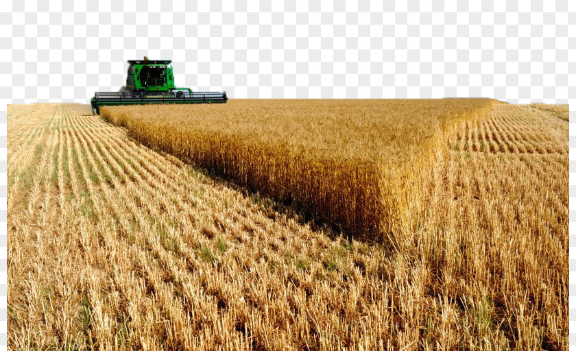 Harvest In The Autumn Beauty Of Four Saudi Arabia United States Agriculture Business Wheat PNG