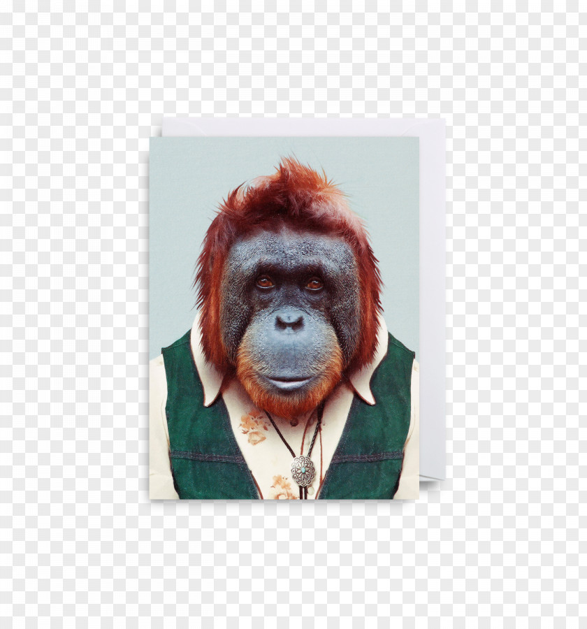 Orangutan Zoo Portraits Gorilla Photography Animal PNG