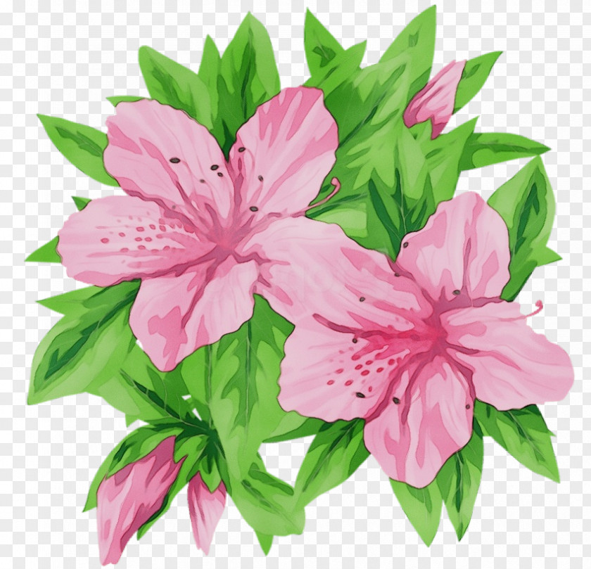 Stargazer Lily Cut Flowers Flower Pink Petal Plant Peruvian PNG