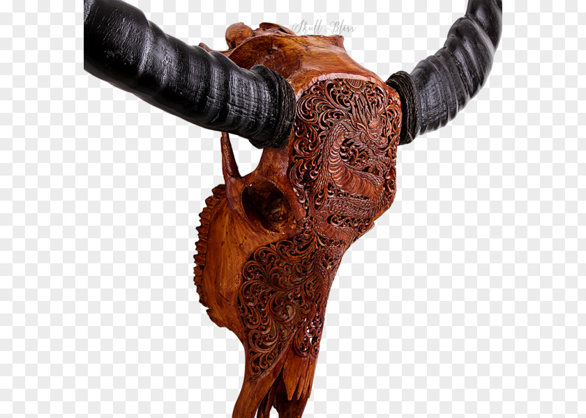 Buffalo Skull Bison Antiquus Horn Cattle Animal PNG