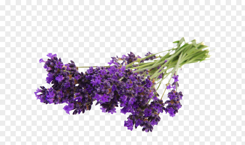 Flower English Lavender Bouquet Stock Photography PNG
