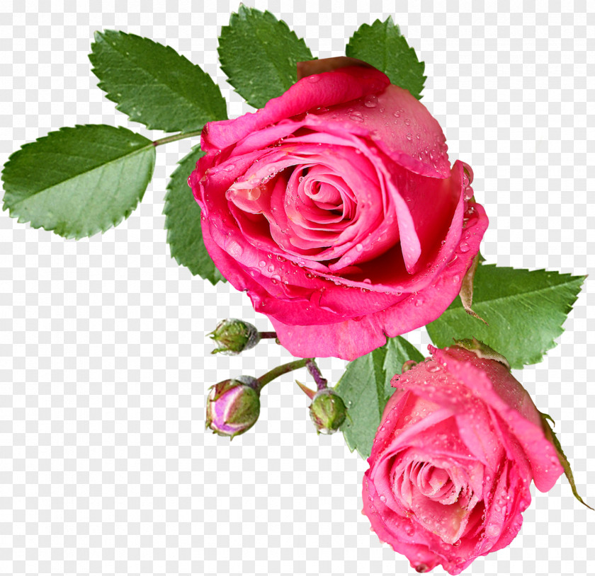 Pink Roses Rose Flower Clip Art PNG