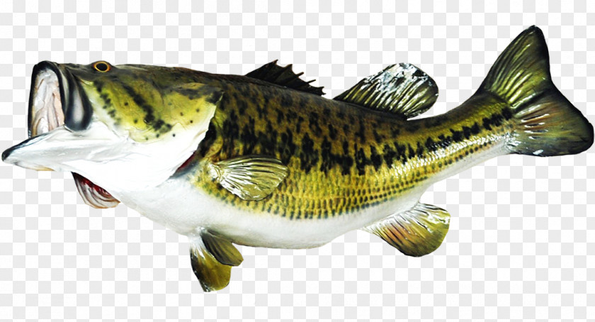 Striper Bass Rayfinned Fish Fishing Cartoon PNG