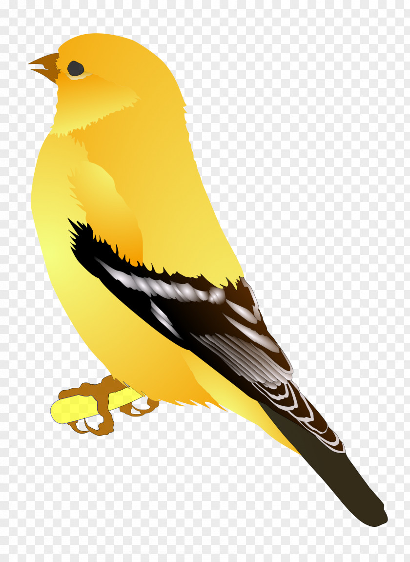 Bird American Goldfinch European Clip Art PNG