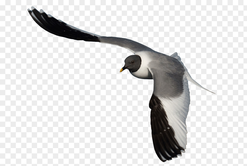 Bird Gulls Albatross Beak Neck PNG