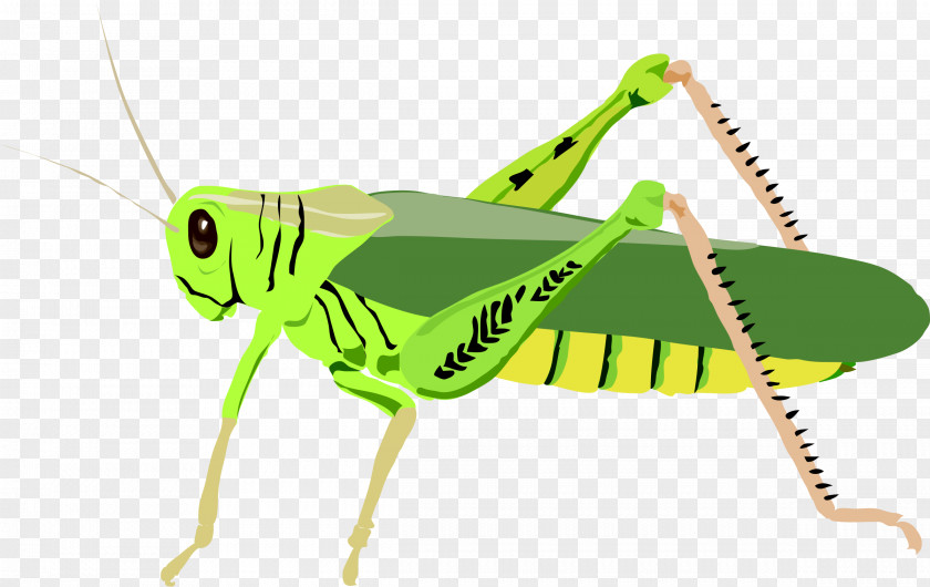 Blt Cliparts The Ant And Grasshopper Clip Art PNG