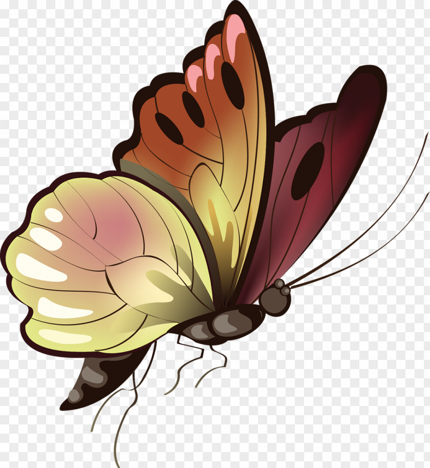 Butterfly Animal Clip Art PNG
