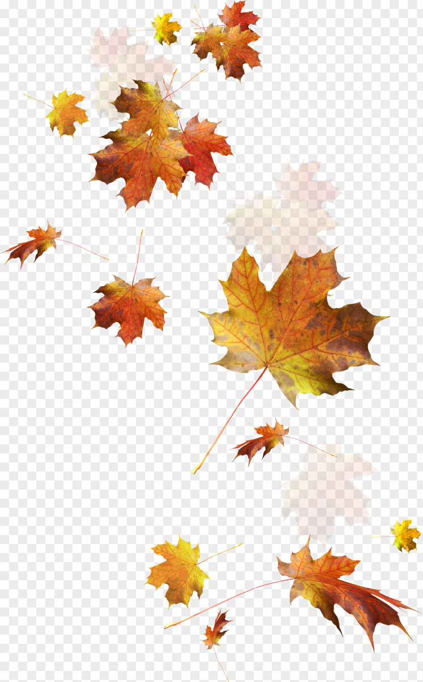 Falling Leaves Autumn Leaf Color PNG
