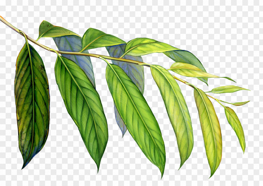 Leaf Earth Image Evergreen Forest Illustration PNG