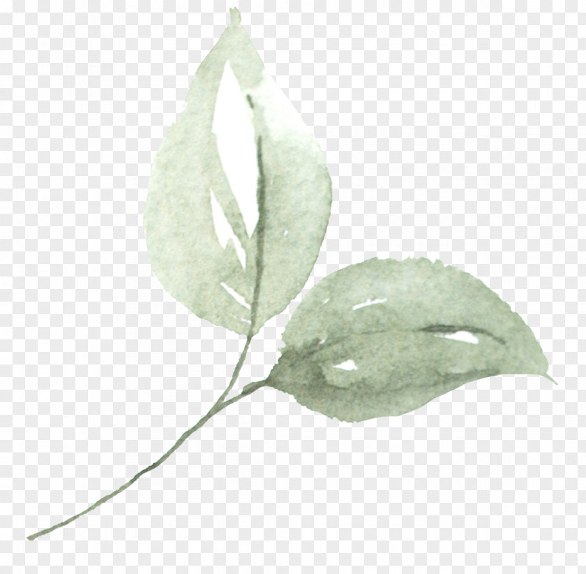 Ophelia Pennant Leaf PNG