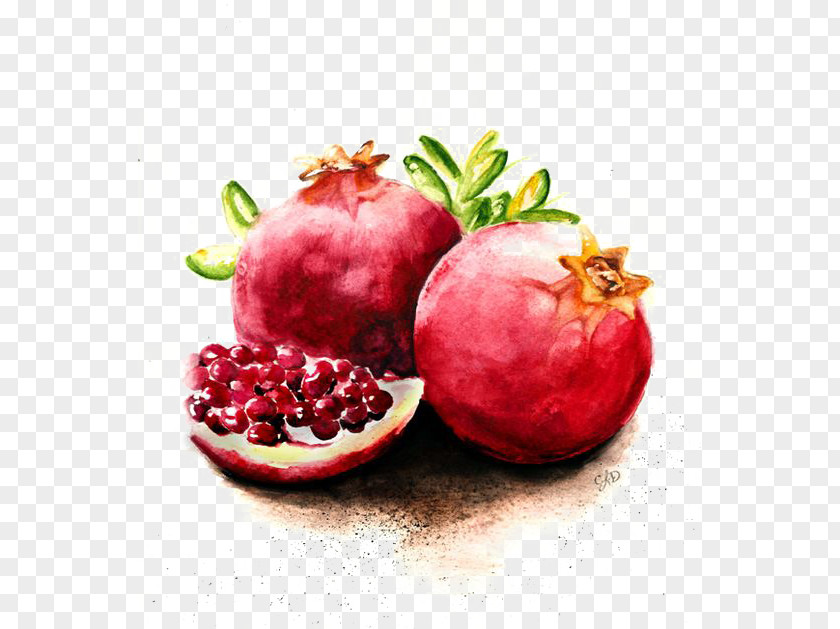 Pomegranate Watercolor Juice Fruit Painting PNG